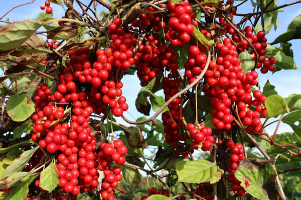 1780045051758221.jpg Schisandra.jpg
