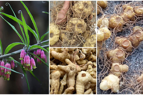 The Path to Wellness - Indispensable Sealwort Extracts