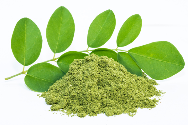Moringa Blatt